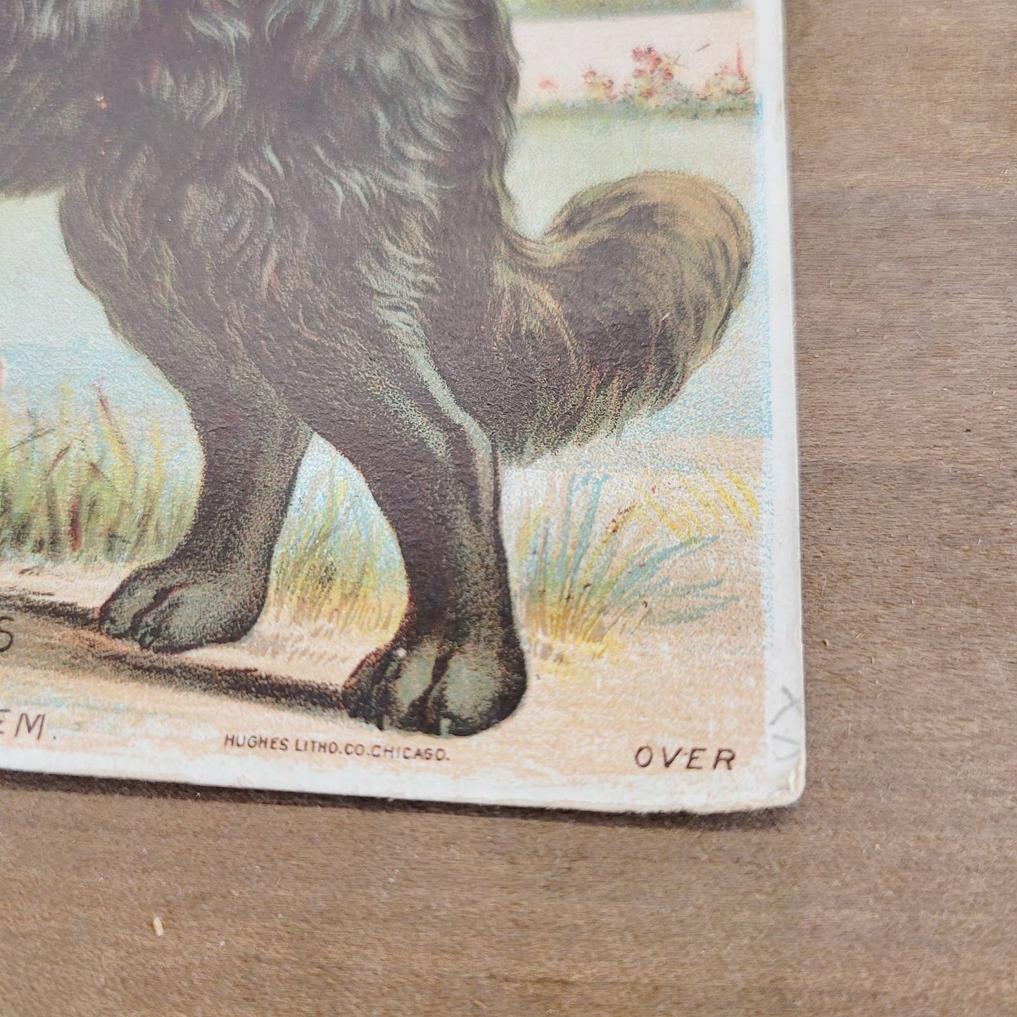 Victorian Trade Card Prof Field's Topeka Kansas Worm Powder Girl Big Dog