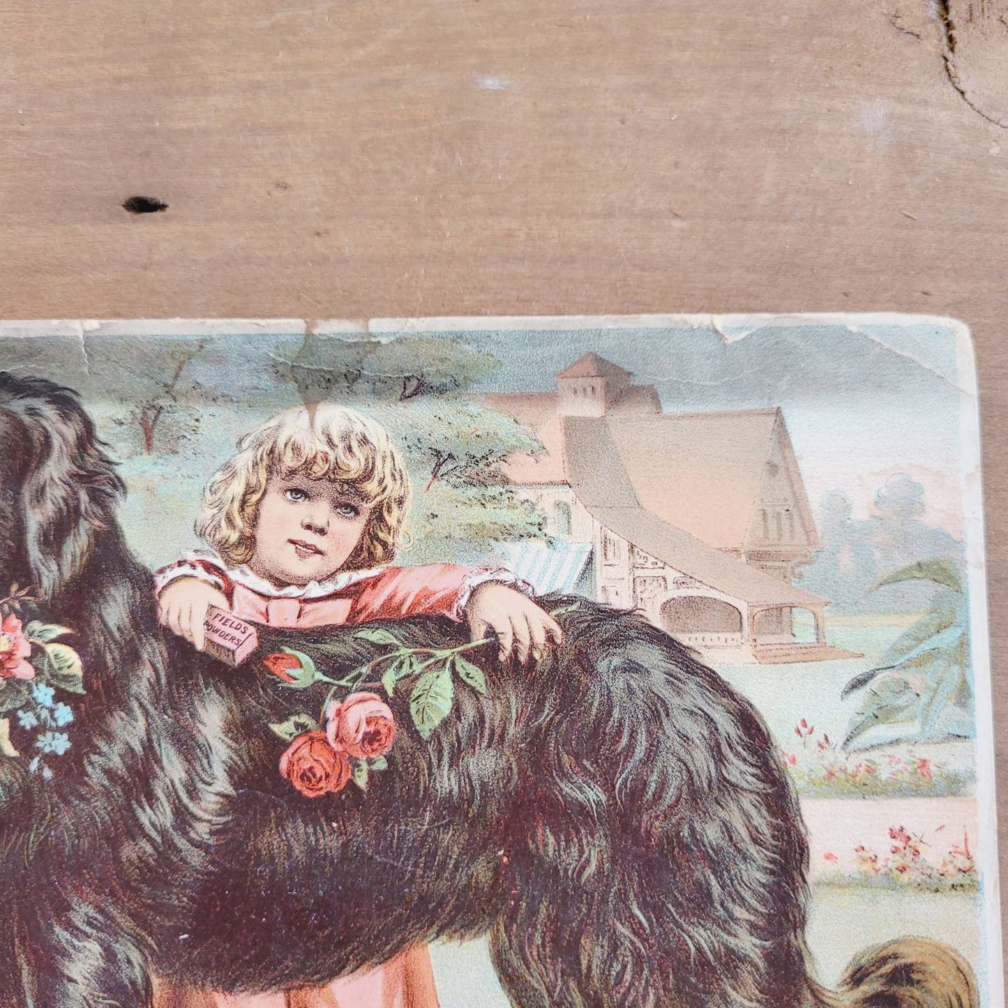 Victorian Trade Card Prof Field's Topeka Kansas Worm Powder Girl Big Dog